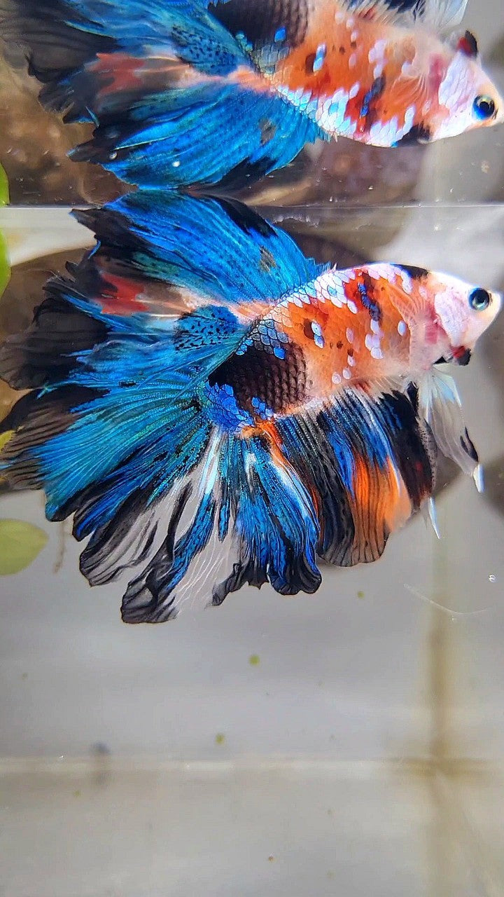 HALFMOON DOUBLE TAIL ROSETAIL GALAXY MULTICOLOR BETTA FISH