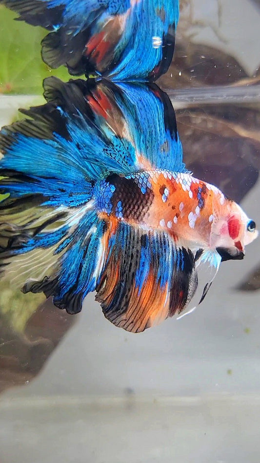 HALFMOON DOUBLE TAIL ROSETAIL GALAXY MULTICOLOR BETTA FISH