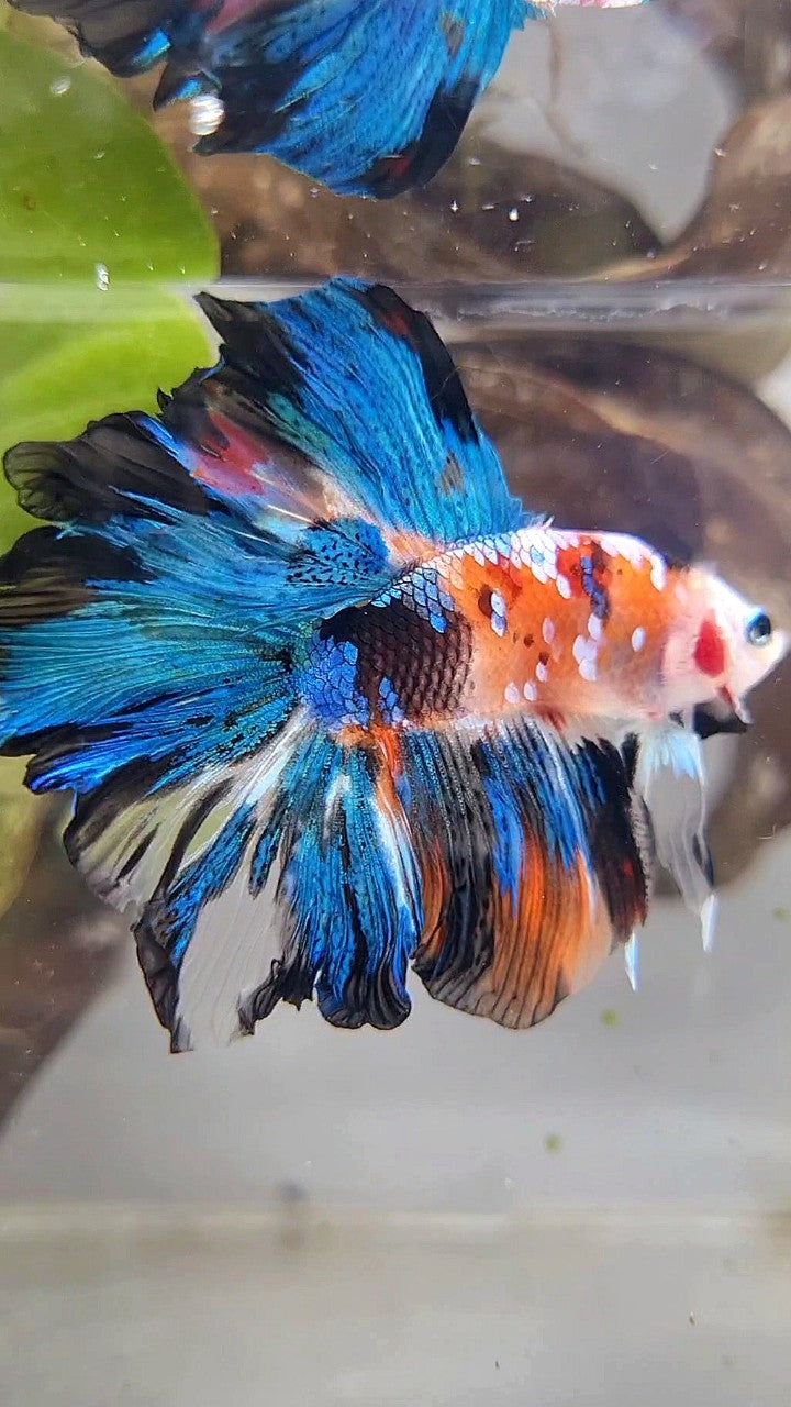HALFMOON DOUBLE TAIL ROSETAIL GALAXY MULTICOLOR BETTA FISH