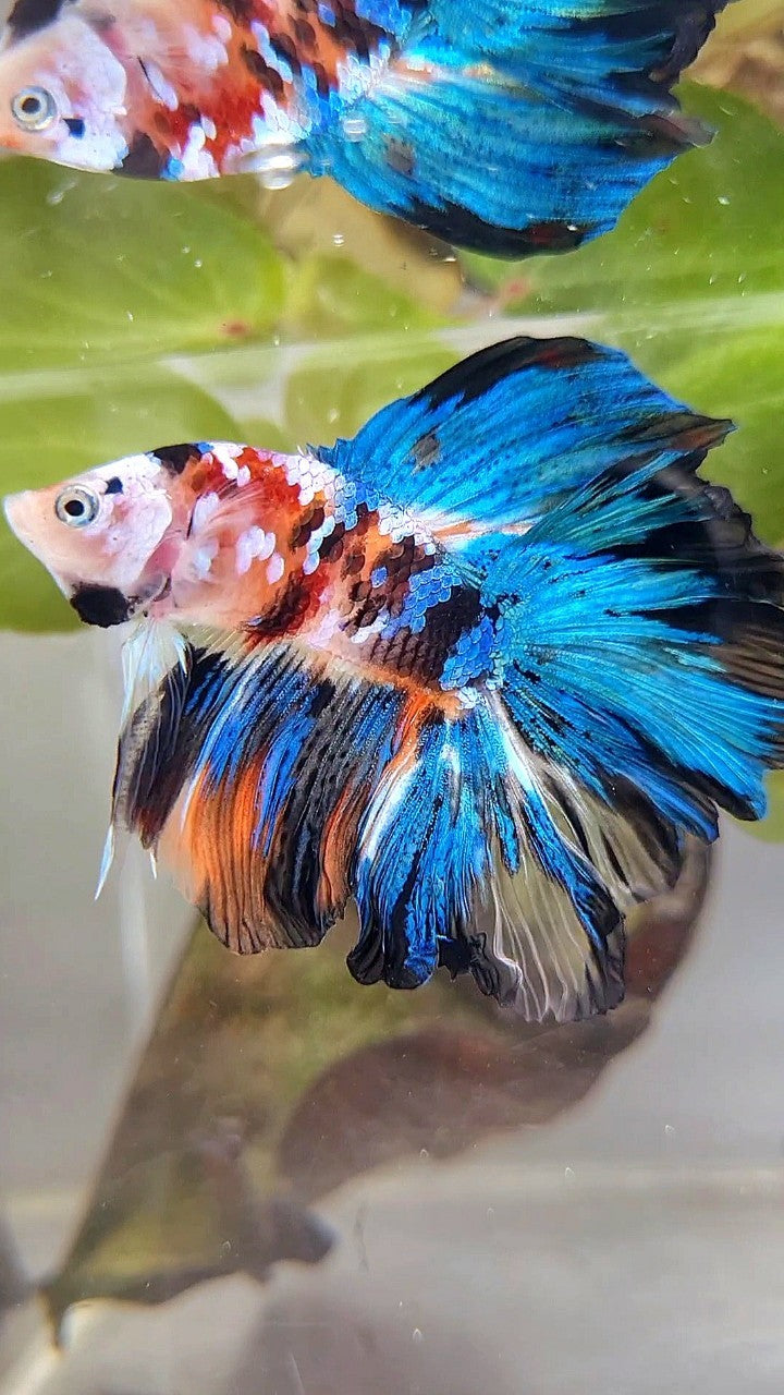 HALFMOON DOUBLE TAIL ROSETAIL GALAXY MULTICOLOR BETTA FISH
