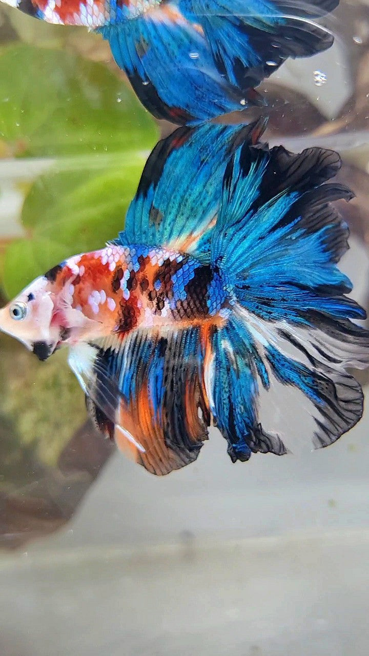 HALFMOON DOUBLE TAIL ROSETAIL GALAXY MULTICOLOR BETTA FISH