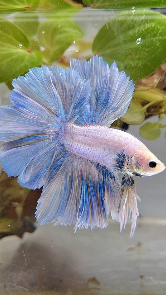 XL HALFMOON SUPER FEATHER TAIL BLUE GRIZZLE LIGHT UNICORN BETTA FISH