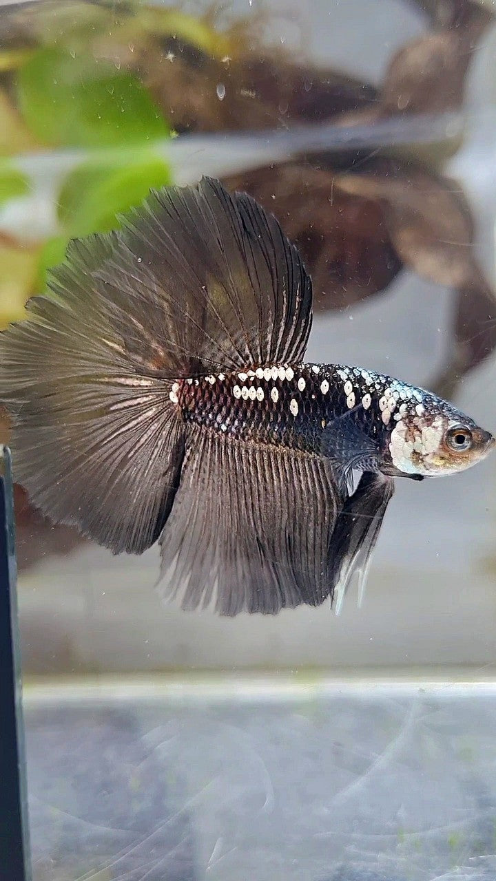 HALFMOON ROSETAIL BLACK MAMBA GALAXY WHITE BETTA FISH