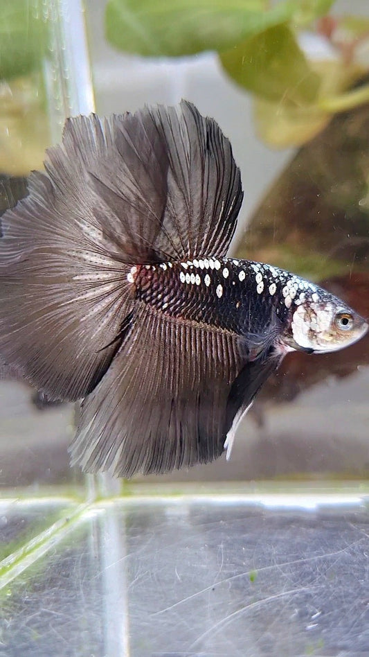 HALFMOON ROSETAIL BLACK MAMBA GALAXY WHITE BETTA FISH