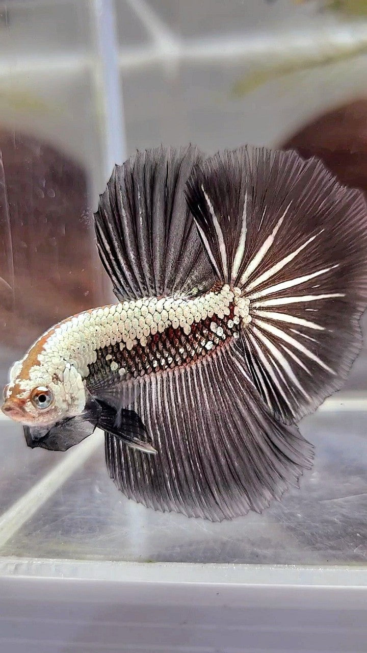HALFMOON ROSETAIL BLACK SAMURAI STARTAIL BETTA FISH