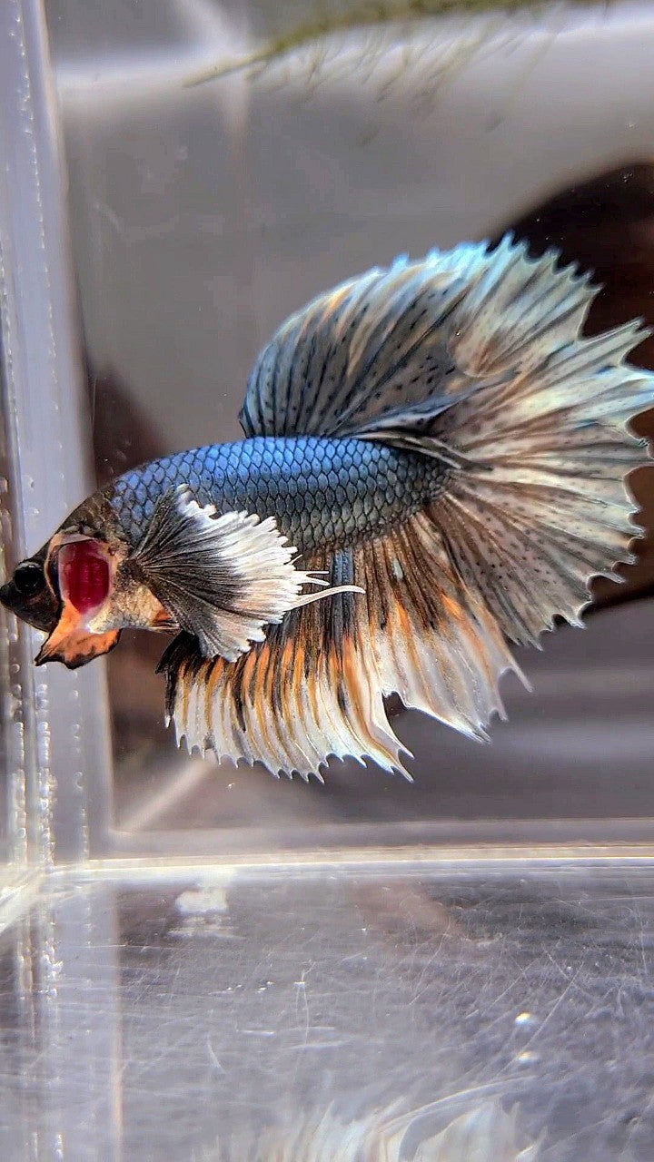 XL HALFMOON DUMBO EAR COPPER YELLOW BETTA FISH
