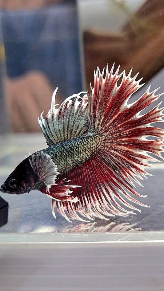 CROWNTAIL DUMBO EAR COPPER RED BETTA FISH