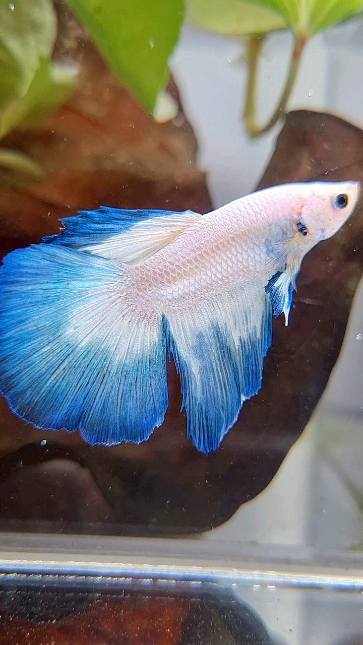 HALFMOON BLUE RIM BUTTERFLY BETTA FISH
