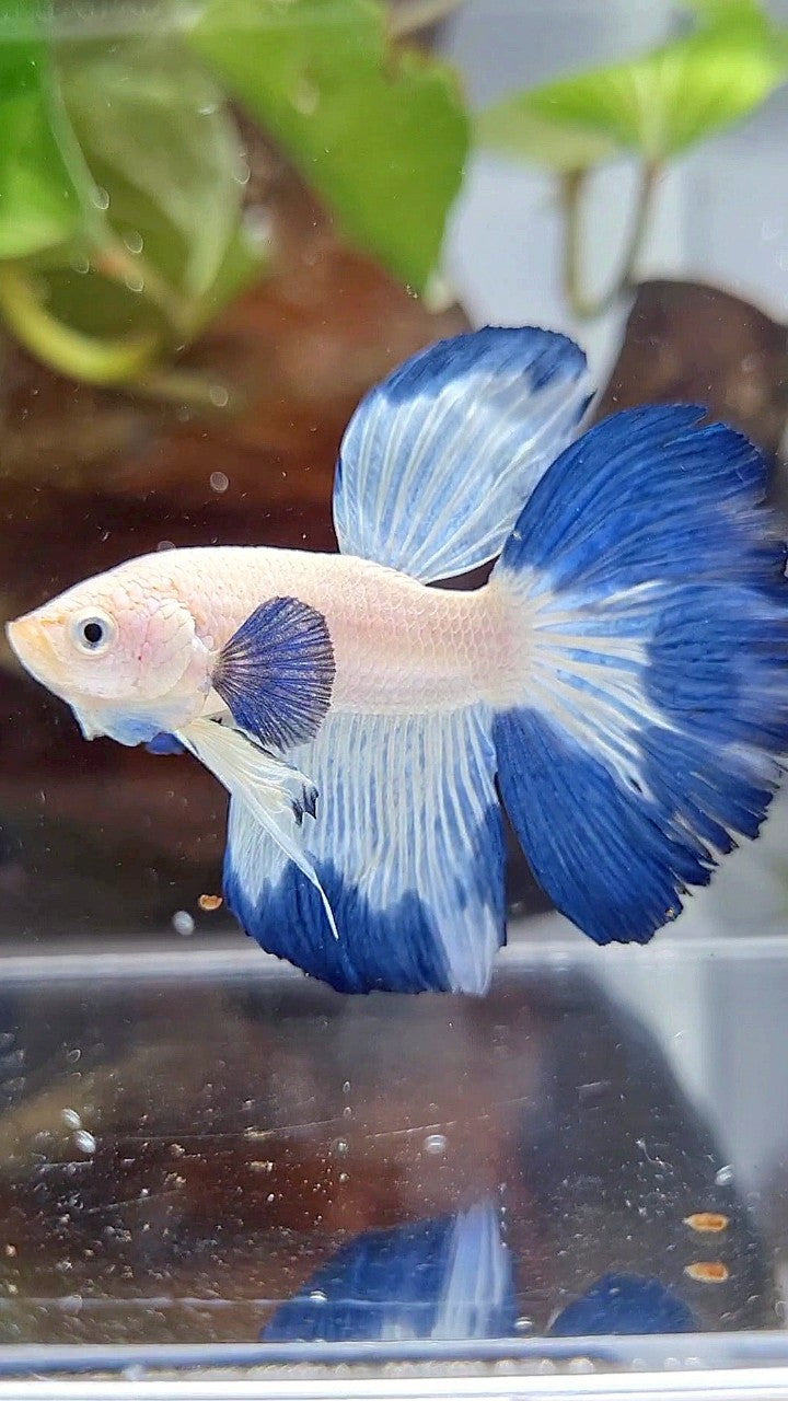 HALFMOON ROSETAIL BIG EAR BLUE RIM PATTERN BETTA FISH