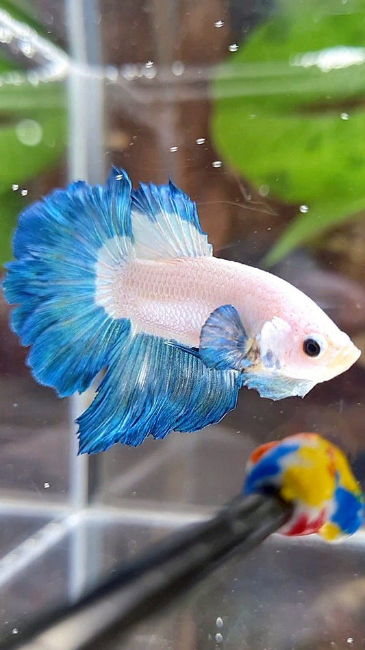 HALFMOON ROSETAIL BLUE RIM BETTA FISH