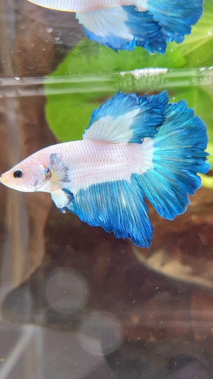 HALFMOON ROSETAIL BLUE RIM BETTA FISH
