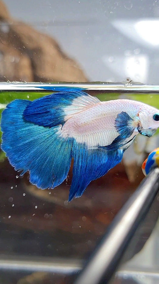 HALFMOON ROSETAIL BLUE RIM BETTA FISH