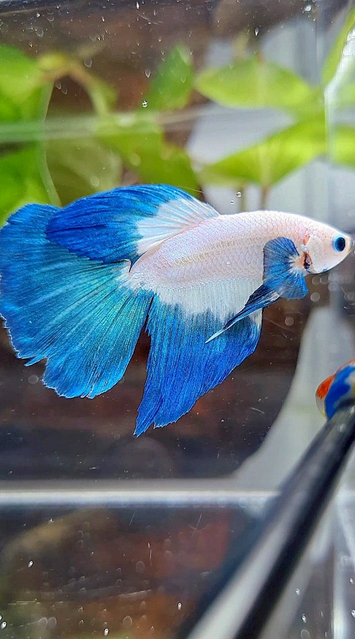 HALFMOON ROSETAIL BLUE RIM BETTA FISH