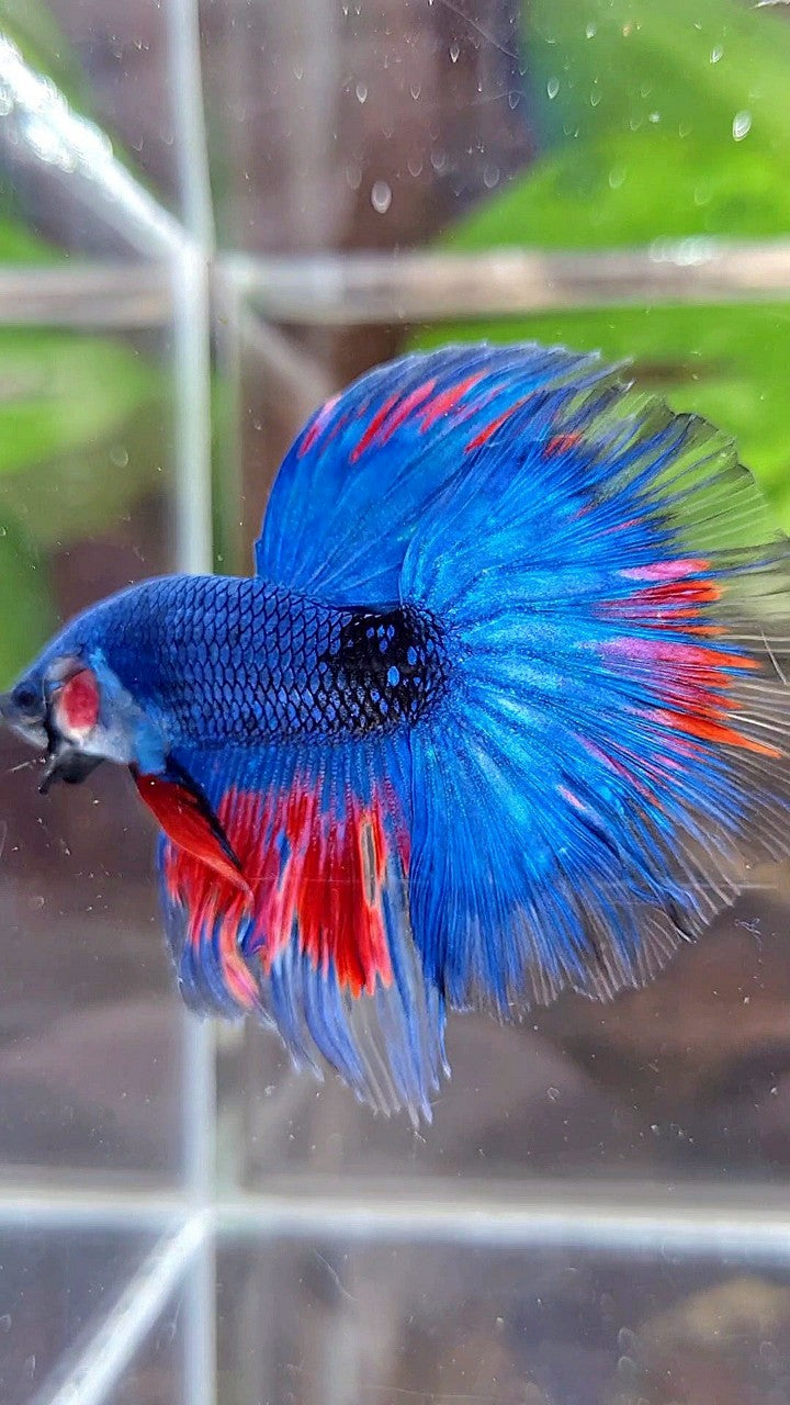 HALFMOON ROSETAIL BLUE FANCY BLACK SERIES RED BETTA FISH
