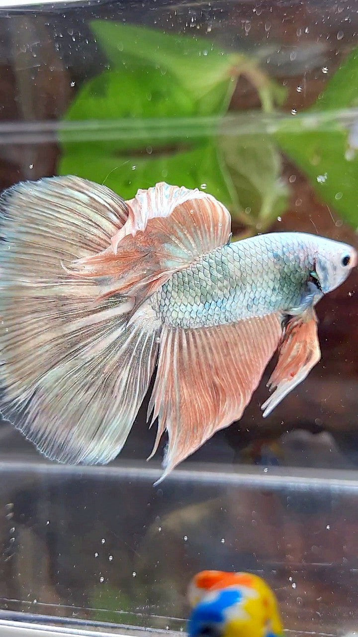 XL HALFMOON WHITE COPPER PINK FLAMINGGO BETTA FISH