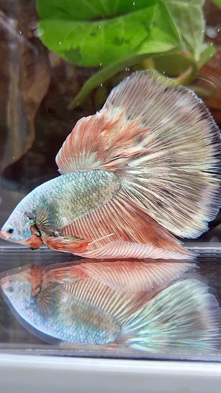 XL HALFMOON WHITE COPPER PINK FLAMINGGO BETTA FISH