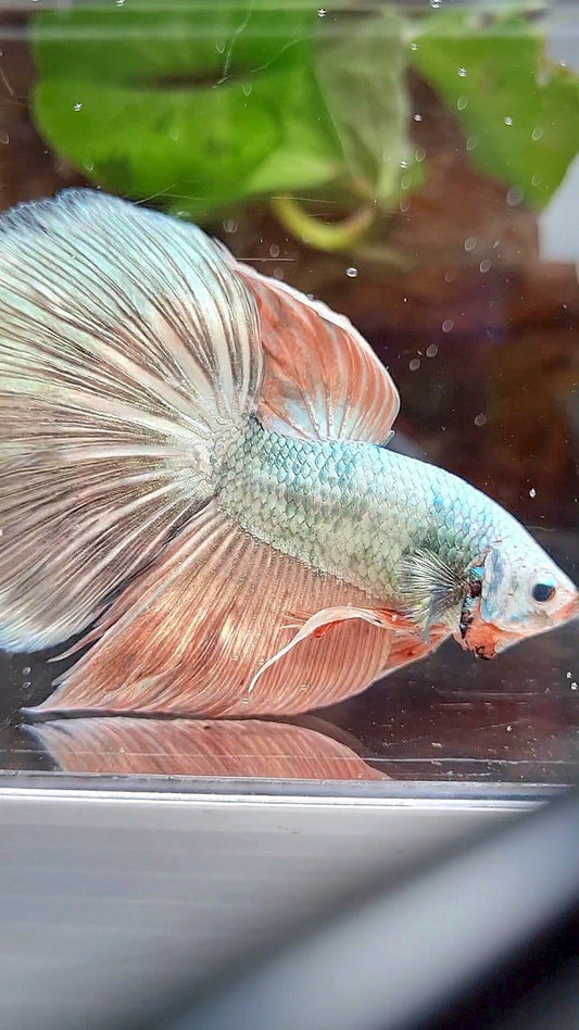XL HALFMOON WHITE COPPER PINK FLAMINGGO BETTA FISH