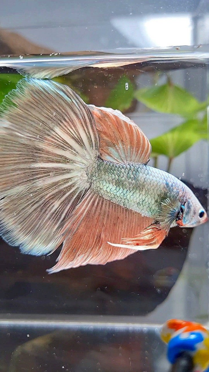 XL HALFMOON WHITE COPPER PINK FLAMINGGO BETTA FISH