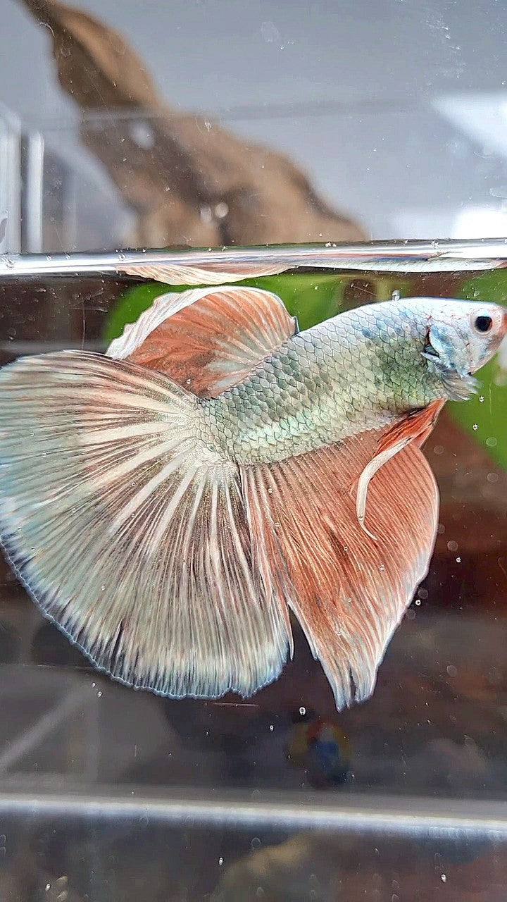 XL HALFMOON WHITE COPPER PINK FLAMINGGO BETTA FISH