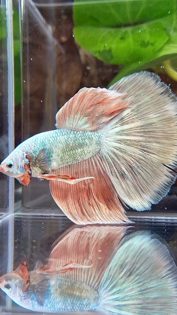 XL HALFMOON WHITE COPPER PINK FLAMINGGO BETTA FISH