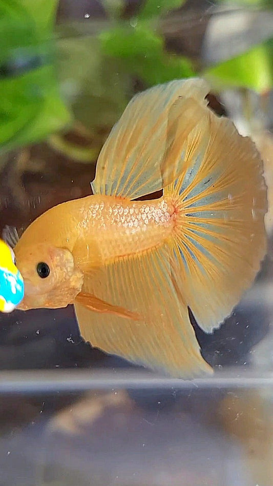 HALFMOON YELLOW GOLD GALAXY BETTA FISH