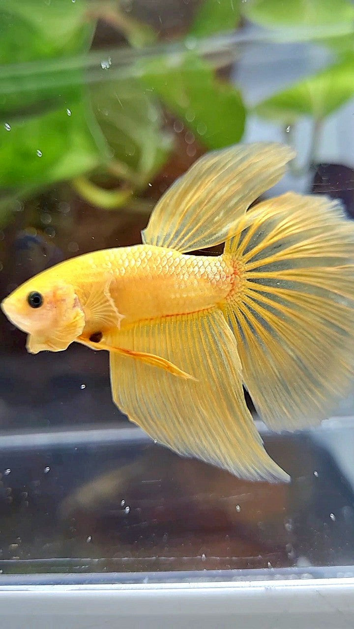 HALFMOON YELLOW GOLD GALAXY BETTA FISH