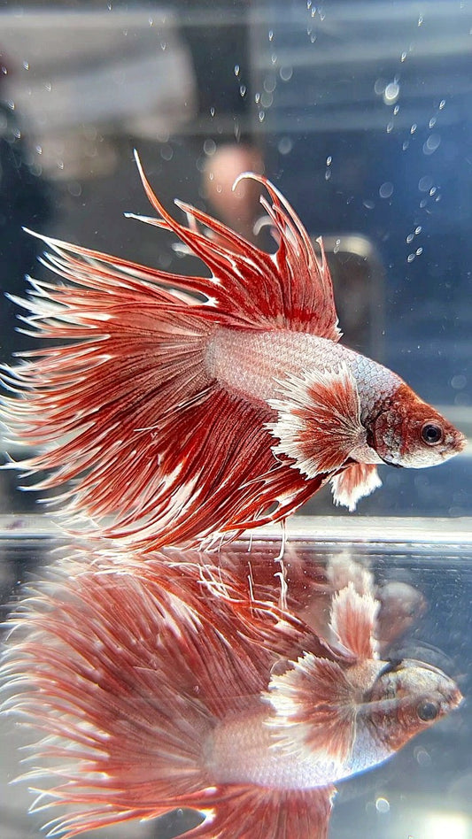 CROWNTAIL DUMBO EAR ROSEGOLD BETTA FISH