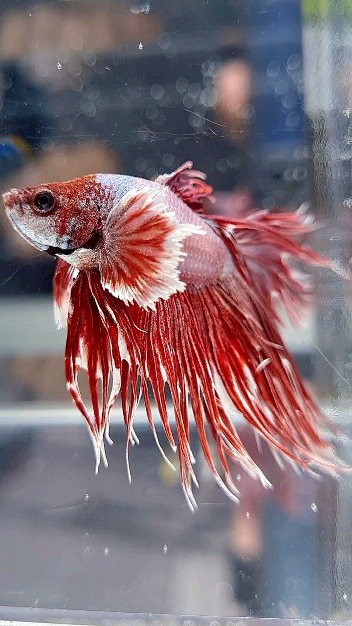 CROWNTAIL DUMBO EAR ROSEGOLD BETTA FISH