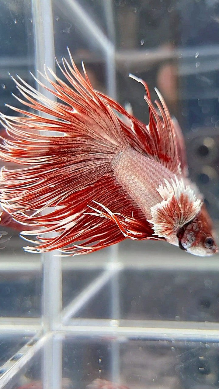 CROWNTAIL DUMBO EAR ROSEGOLD BETTA FISH