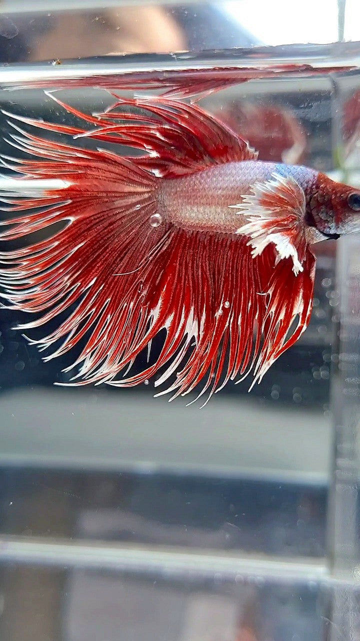 CROWNTAIL DUMBO EAR ROSEGOLD BETTA FISH