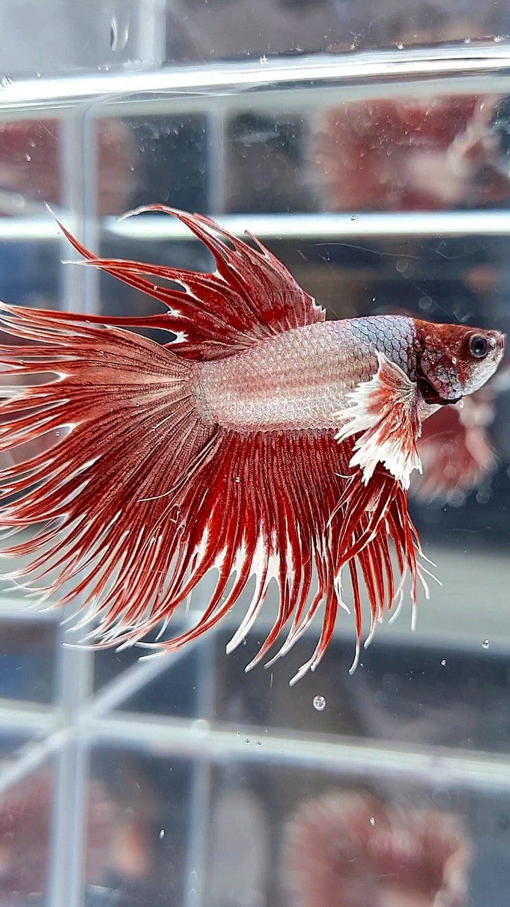 CROWNTAIL DUMBO EAR ROSEGOLD BETTA FISH