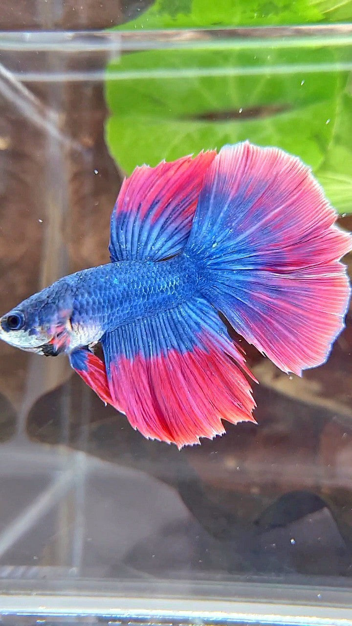 HALFMOON ROSETAIL BLUE RED MASCOT BETTA FISH