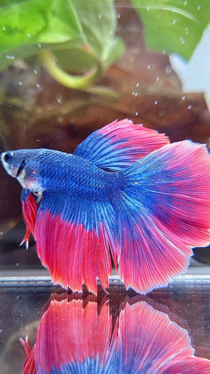 HALFMOON ROSETAIL BLUE RED MASCOT BETTA FISH