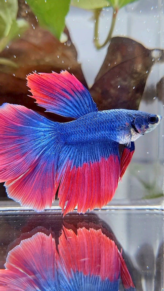 HALFMOON ROSETAIL BLUE RED MASCOT BETTA FISH
