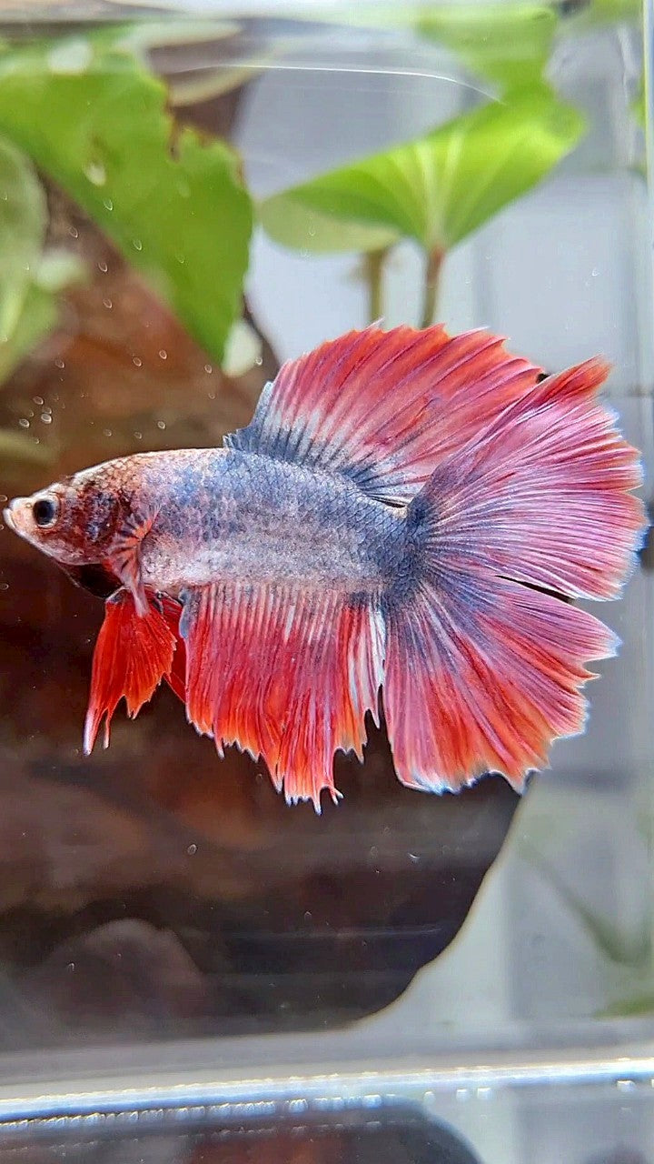 HALFMOON DOUBLE TAIL PURPLE RED MASCOT BETTA FISH