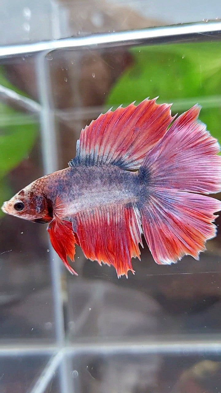 HALFMOON DOUBLE TAIL PURPLE RED MASCOT BETTA FISH