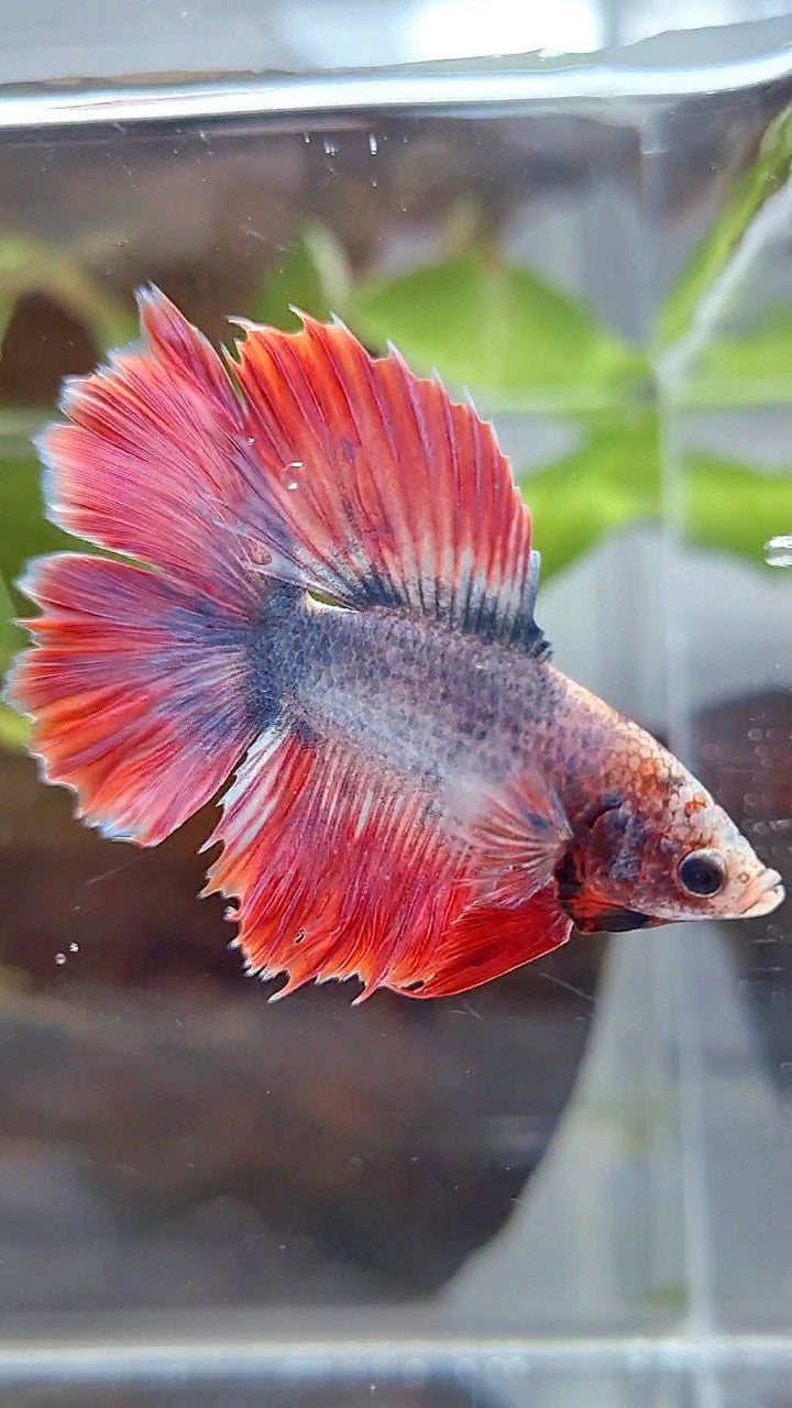 HALFMOON DOUBLE TAIL PURPLE RED MASCOT BETTA FISH
