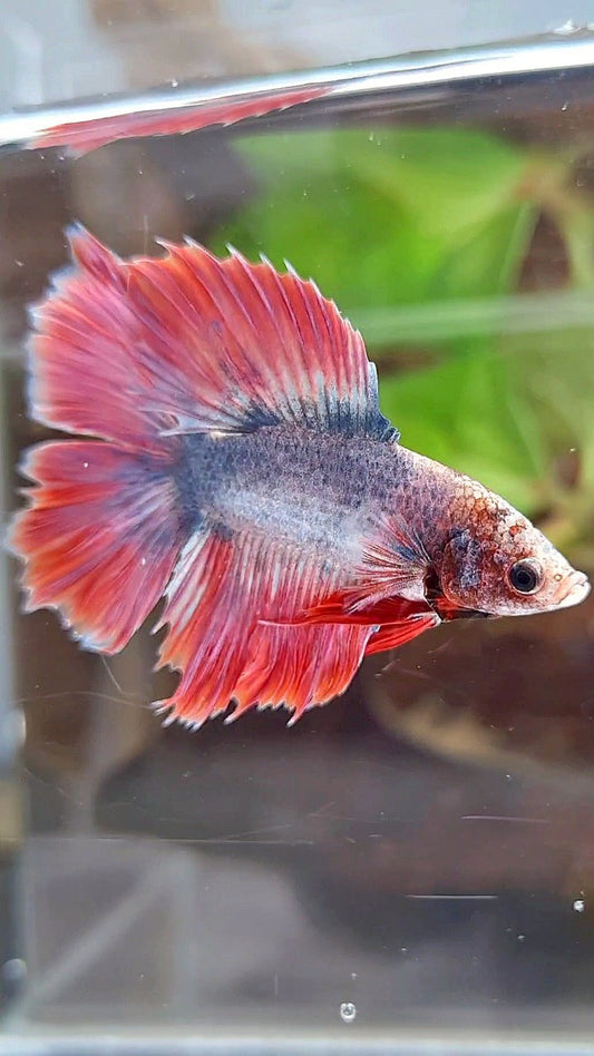 HALFMOON DOUBLE TAIL PURPLE RED MASCOT BETTA FISH