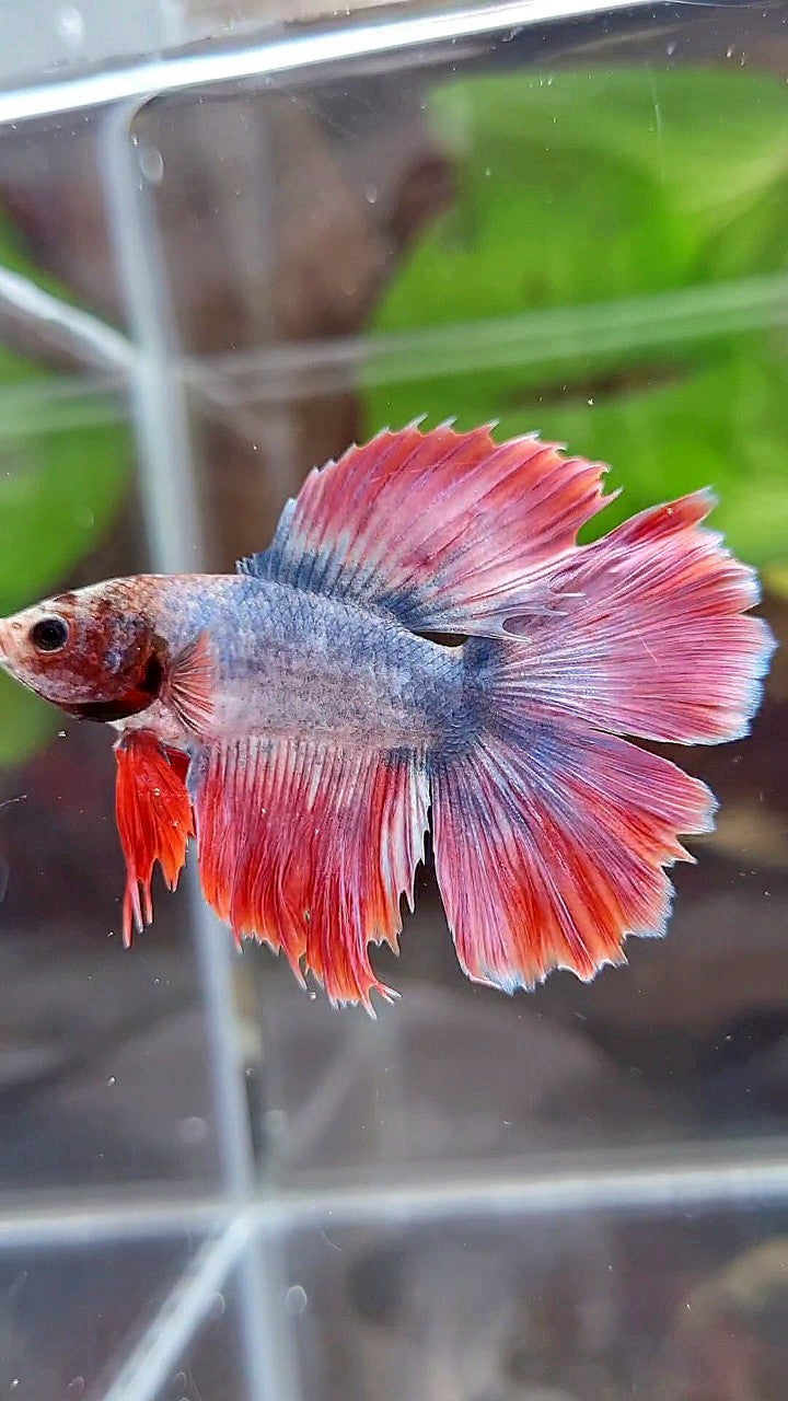 HALFMOON DOUBLE TAIL PURPLE RED MASCOT BETTA FISH