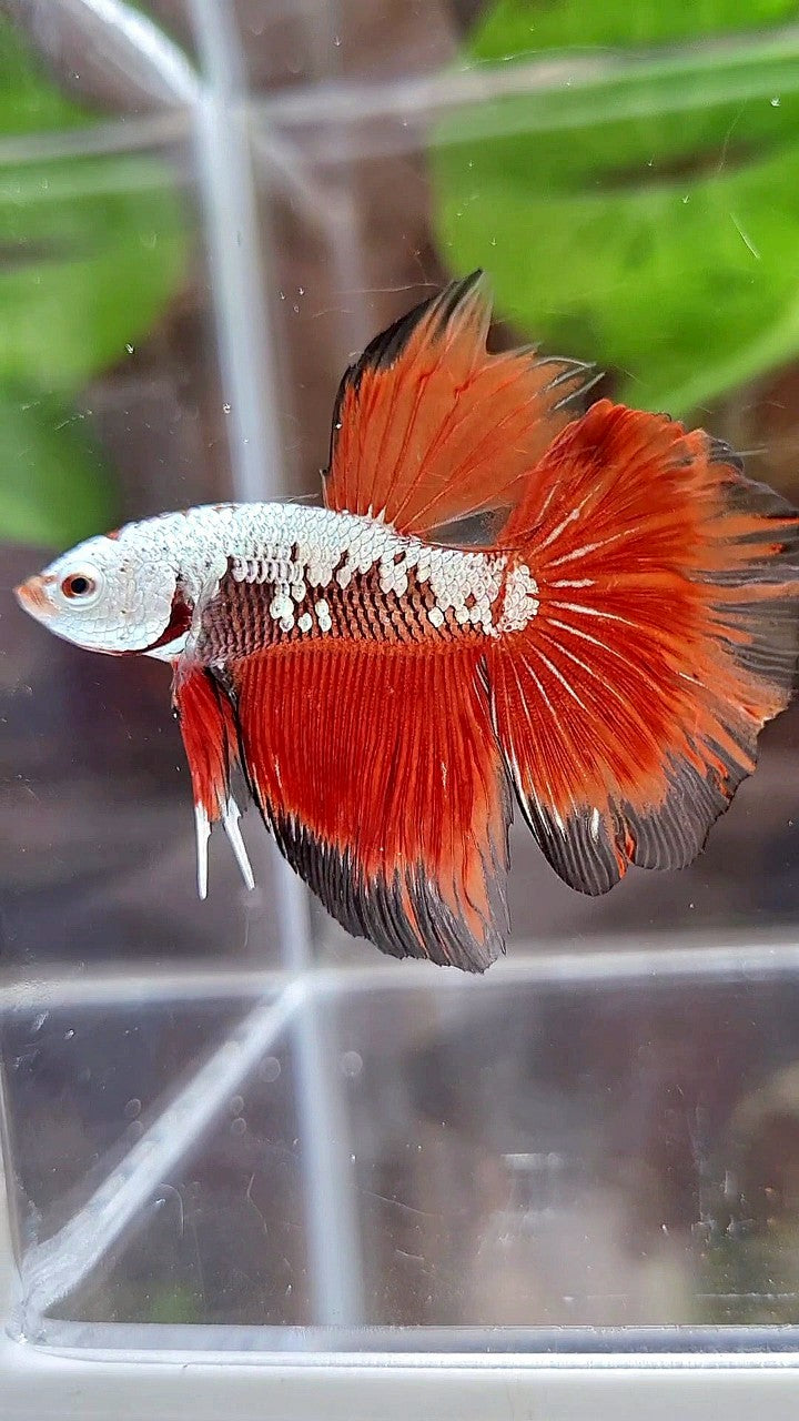 HALFMOON ROSETAIL BLACK RED SAMURAI SNOW BETTA FISH