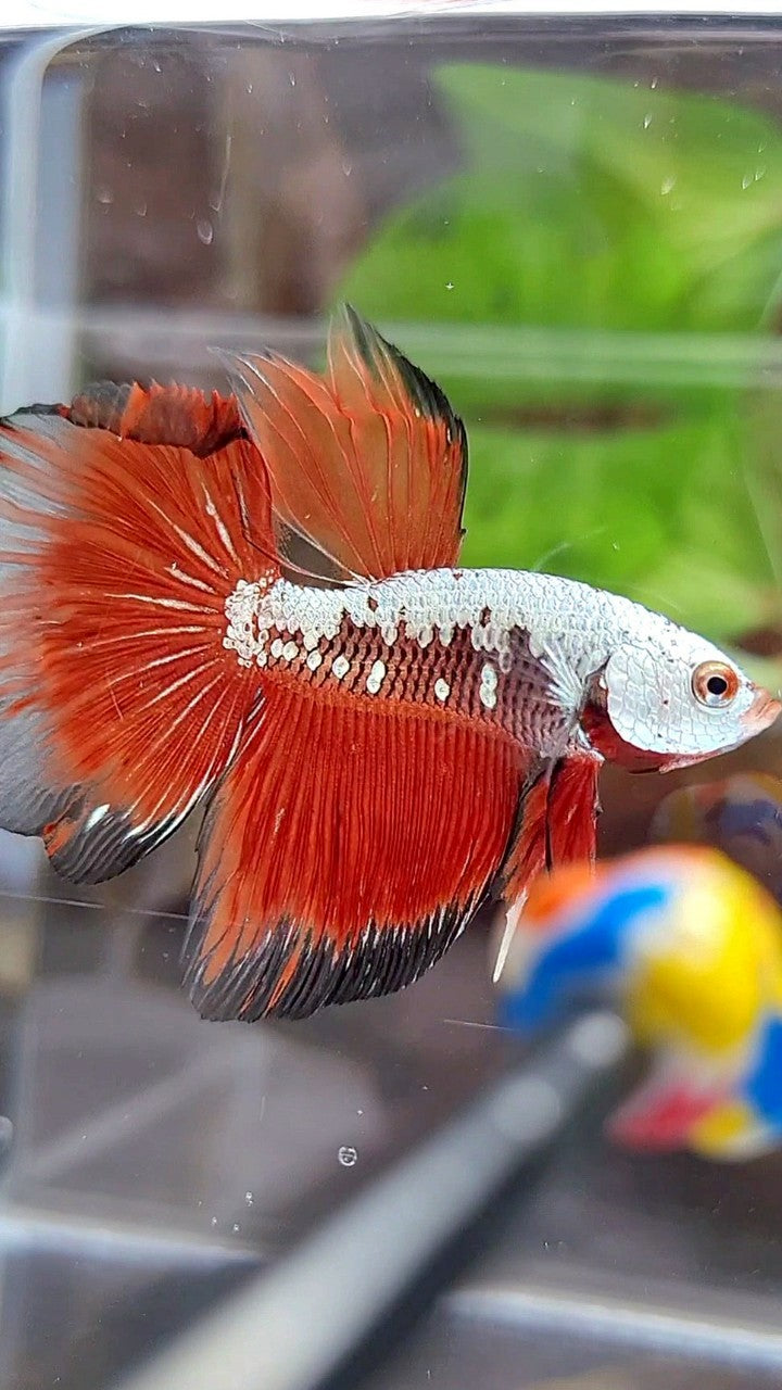 HALFMOON ROSETAIL BLACK RED SAMURAI SNOW BETTA FISH