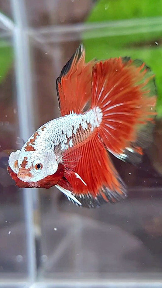 HALFMOON ROSETAIL BLACK RED SAMURAI SNOW BETTA FISH