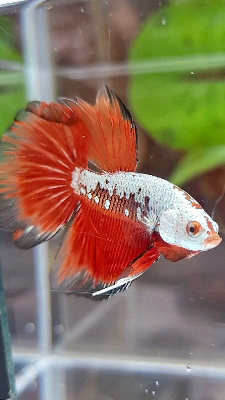 HALFMOON ROSETAIL BLACK RED SAMURAI SNOW BETTA FISH
