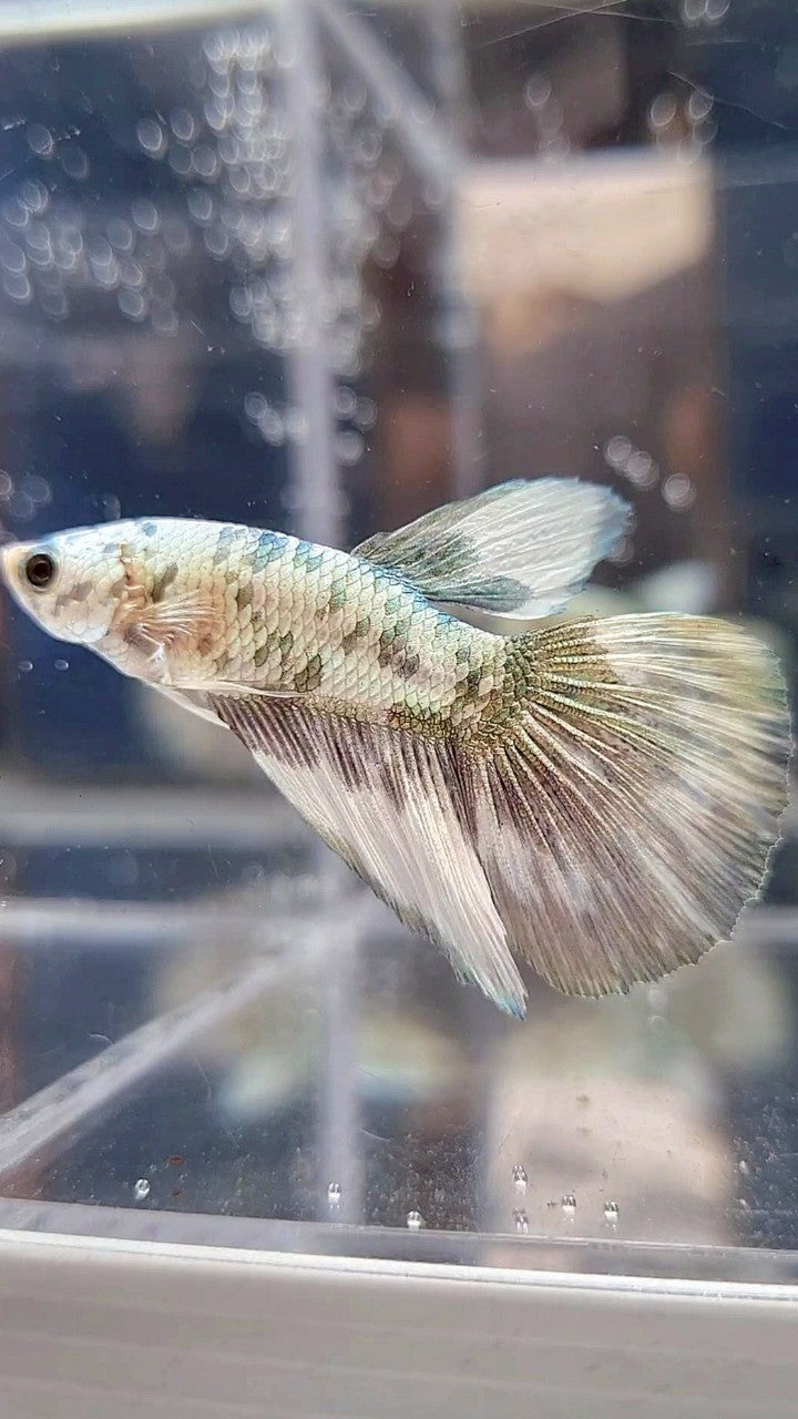 HALFMOON COPPER DOTS MARBLE BETTA FISH