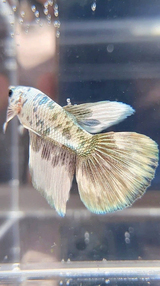HALFMOON COPPER DOTS MARBLE BETTA FISH