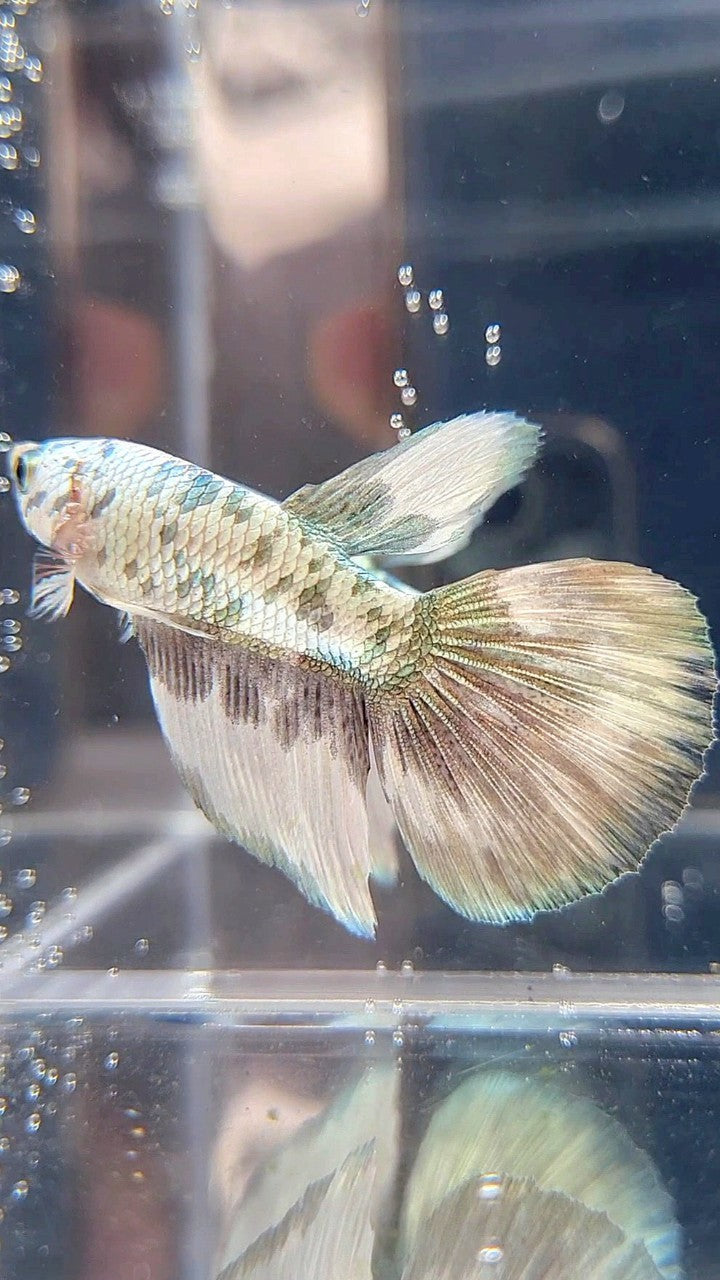 HALFMOON COPPER DOTS MARBLE BETTA FISH