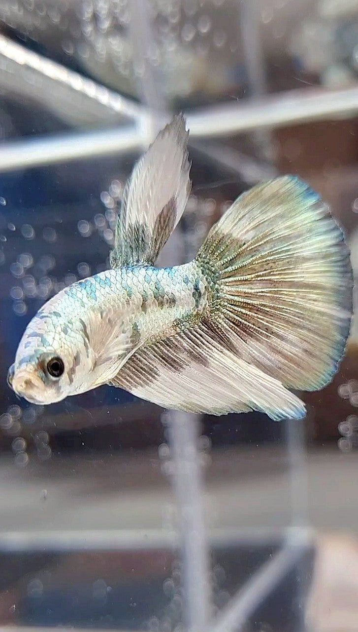 HALFMOON COPPER DOTS MARBLE BETTA FISH