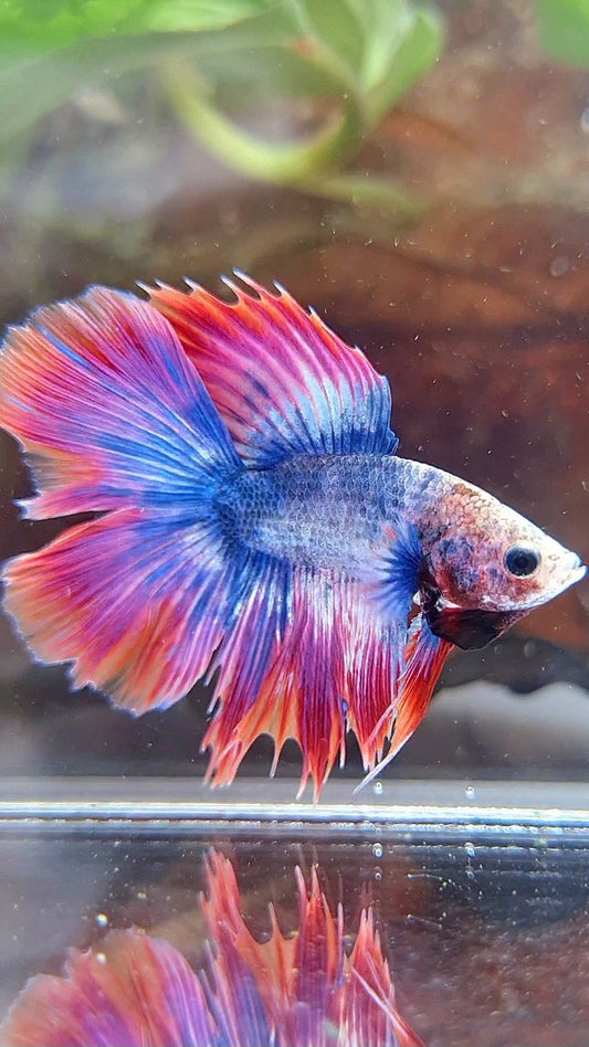 HALFMOON DOUBLE TAIL PURPLE RED MASCOT BETTA FISH
