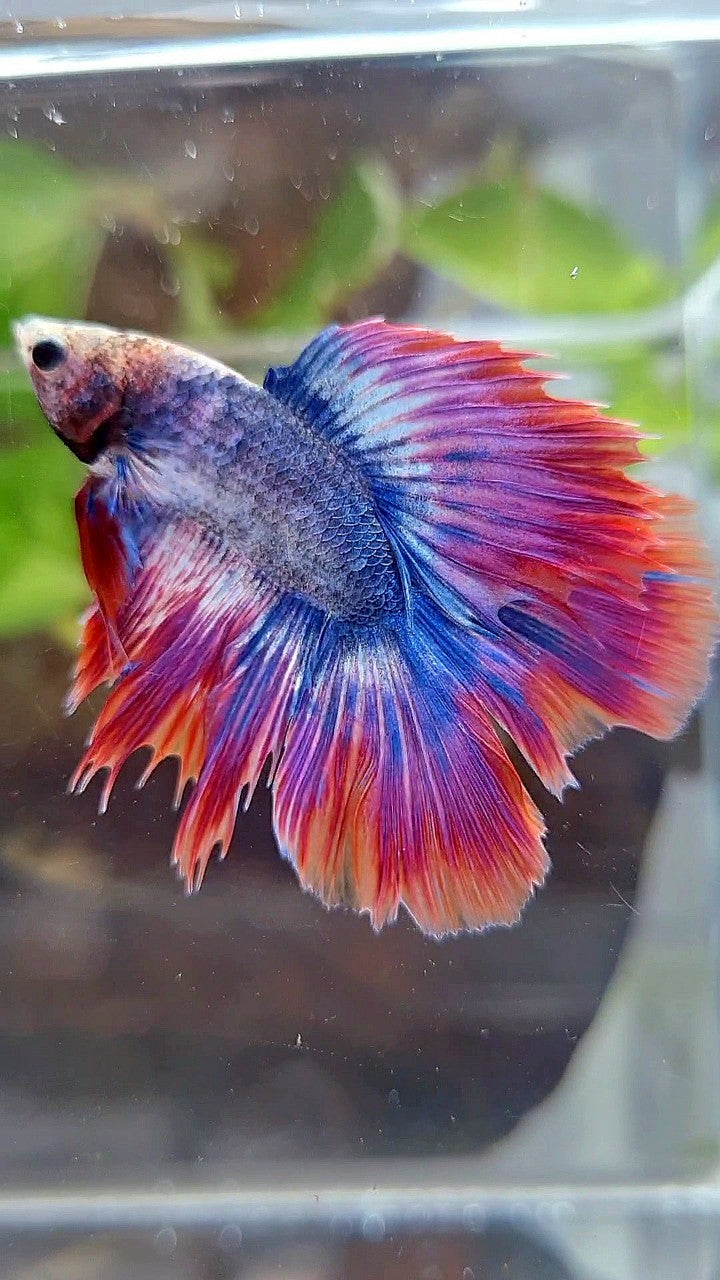 HALFMOON DOUBLE TAIL PURPLE RED MASCOT BETTA FISH