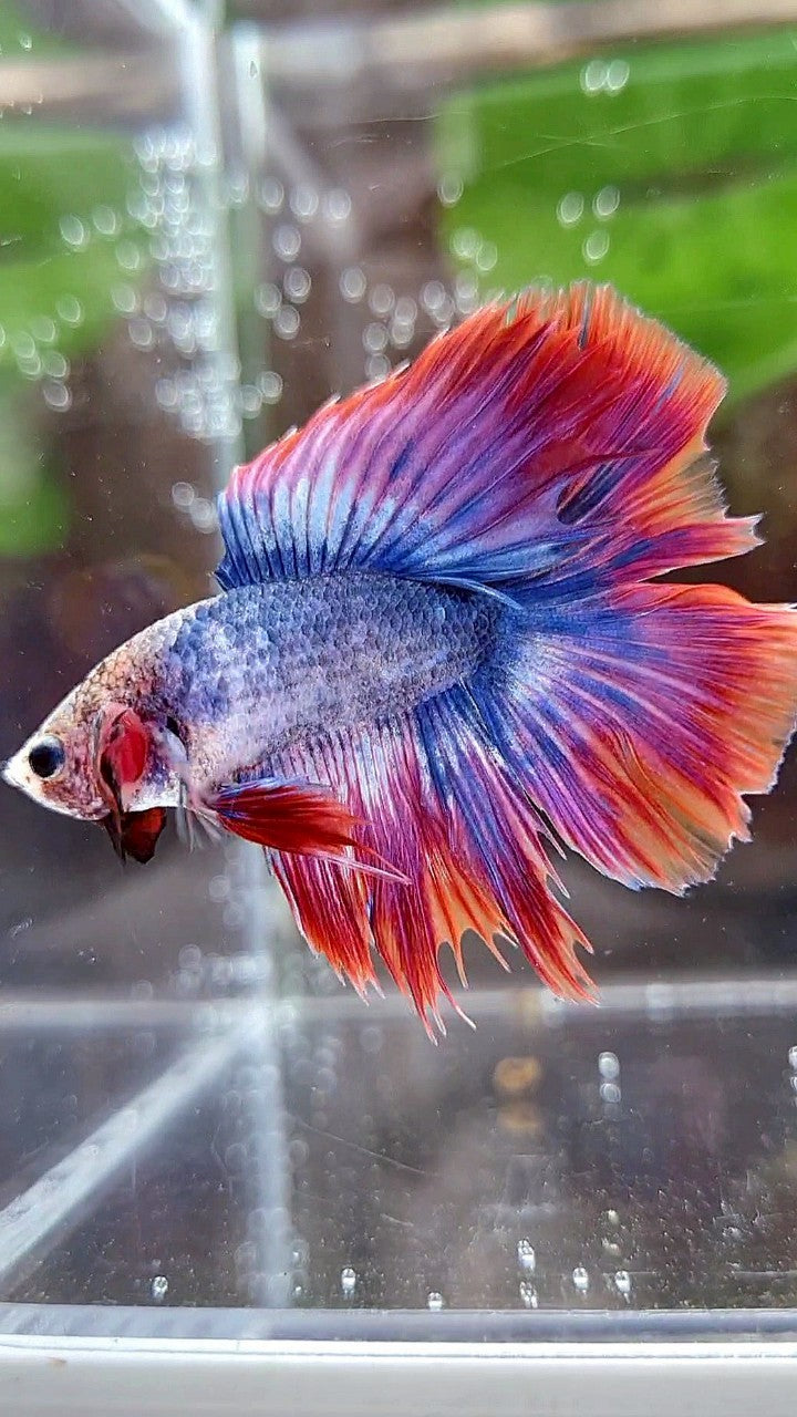 HALFMOON DOUBLE TAIL PURPLE RED MASCOT BETTA FISH
